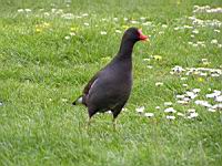 Poule d'eau (ord Anseriformes) (fam Annatides) (Photo F. Mrugala) (04)